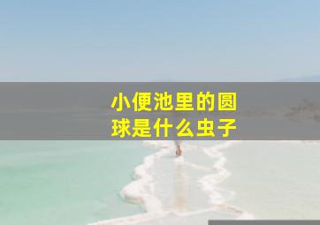 小便池里的圆球是什么虫子