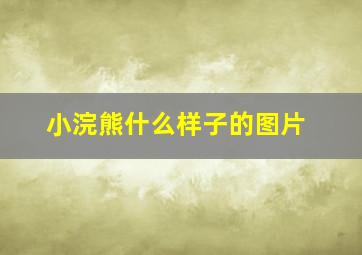 小浣熊什么样子的图片