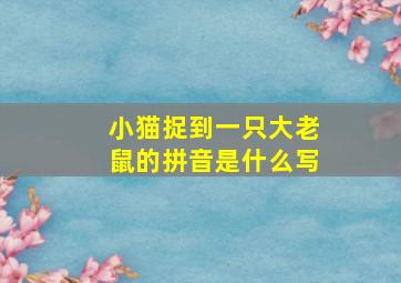 小猫捉到一只大老鼠的拼音是什么写