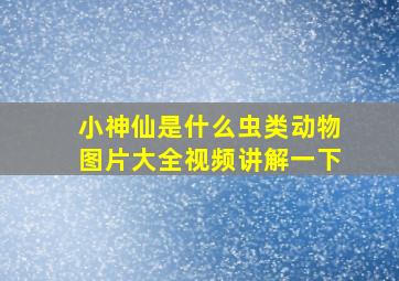 小神仙是什么虫类动物图片大全视频讲解一下