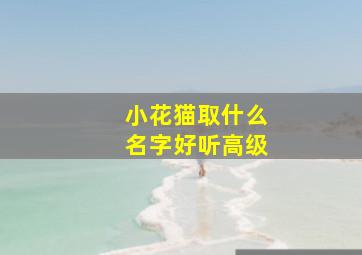 小花猫取什么名字好听高级