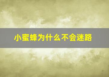 小蜜蜂为什么不会迷路