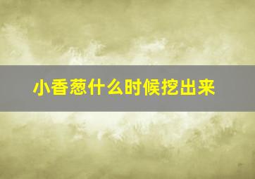 小香葱什么时候挖出来