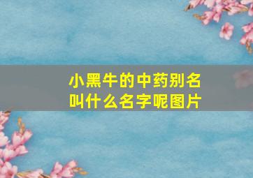 小黑牛的中药别名叫什么名字呢图片