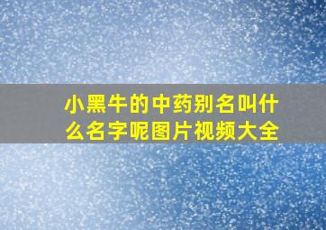 小黑牛的中药别名叫什么名字呢图片视频大全