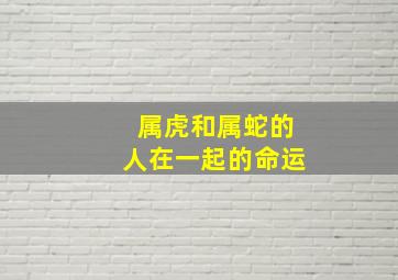 属虎和属蛇的人在一起的命运