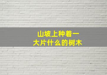 山坡上种着一大片什么的树木