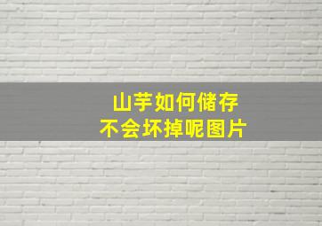 山芋如何储存不会坏掉呢图片