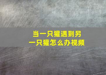 当一只獾遇到另一只獾怎么办视频