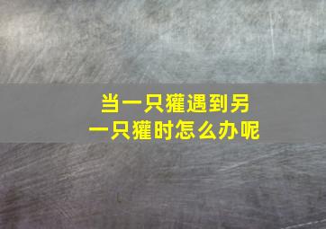 当一只獾遇到另一只獾时怎么办呢