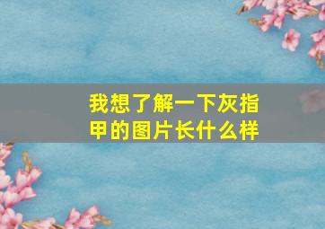 我想了解一下灰指甲的图片长什么样