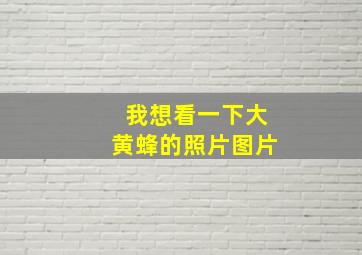 我想看一下大黄蜂的照片图片