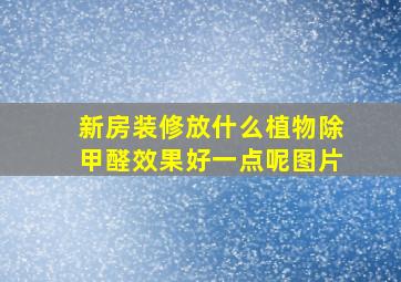 新房装修放什么植物除甲醛效果好一点呢图片