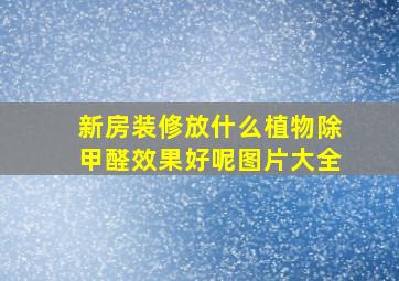 新房装修放什么植物除甲醛效果好呢图片大全