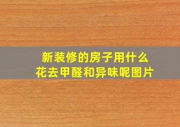 新装修的房子用什么花去甲醛和异味呢图片