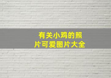 有关小鸡的照片可爱图片大全