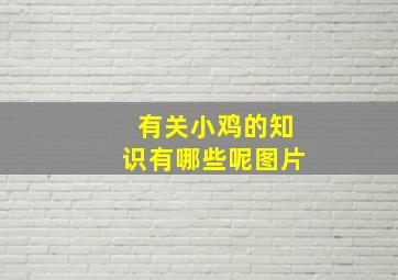 有关小鸡的知识有哪些呢图片