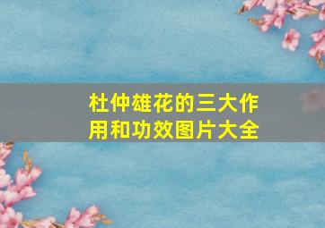 杜仲雄花的三大作用和功效图片大全