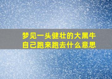 梦见一头健壮的大黑牛自己跑来跑去什么意思