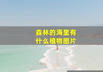 森林的海里有什么植物图片