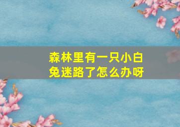 森林里有一只小白兔迷路了怎么办呀