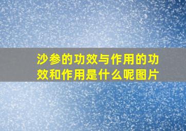 沙参的功效与作用的功效和作用是什么呢图片