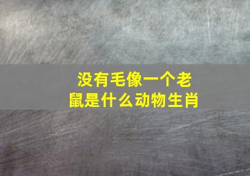 没有毛像一个老鼠是什么动物生肖