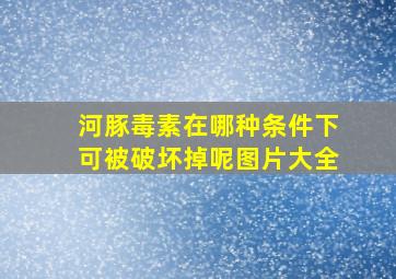 河豚毒素在哪种条件下可被破坏掉呢图片大全