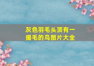 灰色羽毛头顶有一撮毛的鸟图片大全