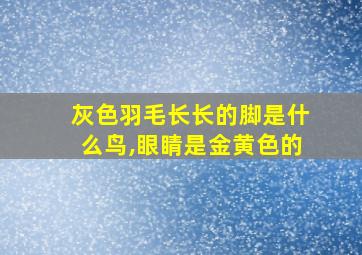 灰色羽毛长长的脚是什么鸟,眼睛是金黄色的