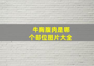 牛胸腹肉是哪个部位图片大全