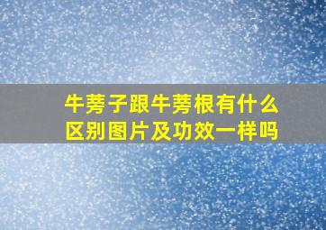 牛蒡子跟牛蒡根有什么区别图片及功效一样吗