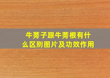 牛蒡子跟牛蒡根有什么区别图片及功效作用