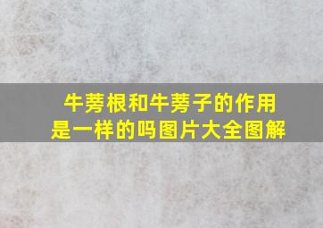 牛蒡根和牛蒡子的作用是一样的吗图片大全图解