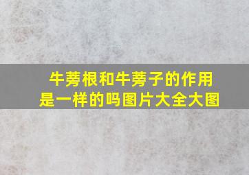 牛蒡根和牛蒡子的作用是一样的吗图片大全大图