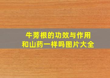 牛蒡根的功效与作用和山药一样吗图片大全