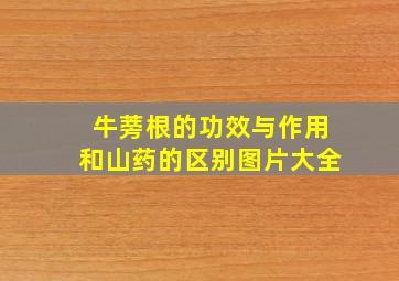 牛蒡根的功效与作用和山药的区别图片大全