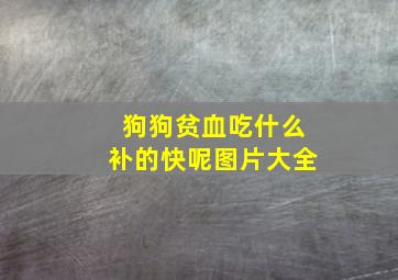 狗狗贫血吃什么补的快呢图片大全