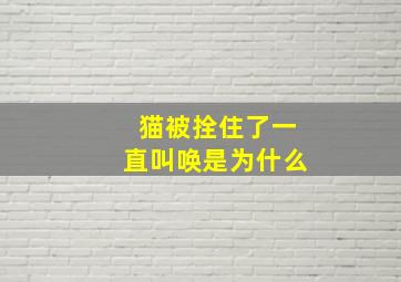 猫被拴住了一直叫唤是为什么