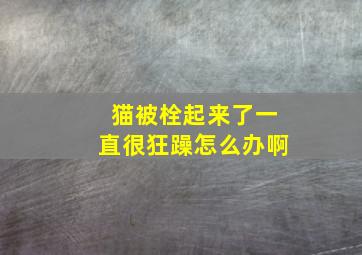 猫被栓起来了一直很狂躁怎么办啊