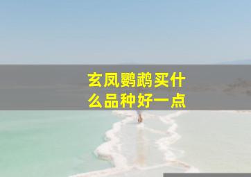 玄凤鹦鹉买什么品种好一点