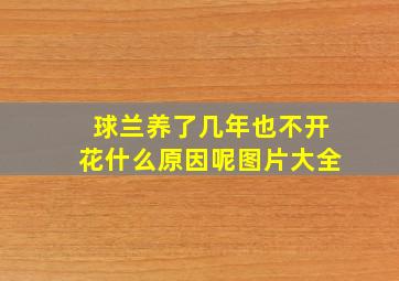 球兰养了几年也不开花什么原因呢图片大全