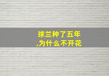 球兰种了五年,为什么不开花