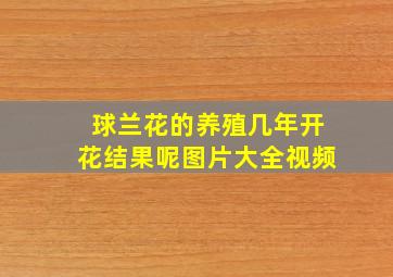 球兰花的养殖几年开花结果呢图片大全视频