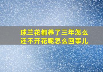 球兰花都养了三年怎么还不开花呢怎么回事儿