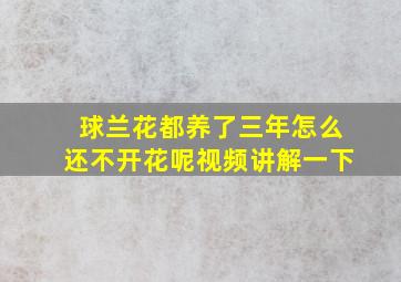 球兰花都养了三年怎么还不开花呢视频讲解一下