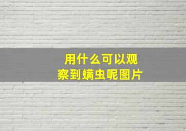 用什么可以观察到螨虫呢图片