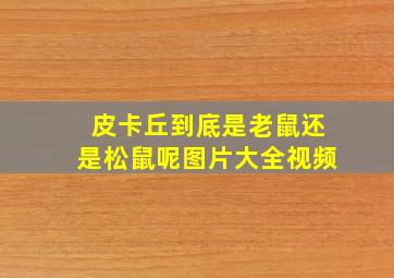 皮卡丘到底是老鼠还是松鼠呢图片大全视频