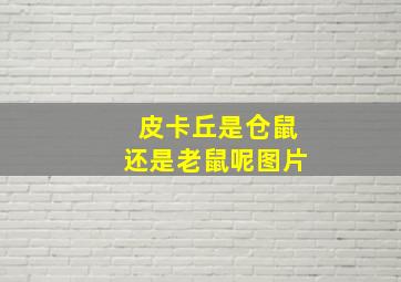 皮卡丘是仓鼠还是老鼠呢图片