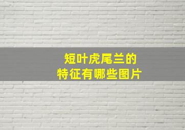 短叶虎尾兰的特征有哪些图片